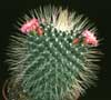 Mammillaria spinosissima v. monospina-Red Headed Irishman