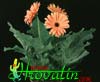 Gerbera sp. - Gerbera, Transvaal daisy