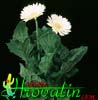 Gerbera sp. - Gerbera, Transvaal daisy