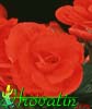 Begonia elatior - hybrid-begonia