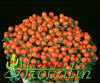 Nertera granadensis-Bead Plant, Baby tears