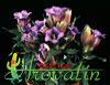 Gentiana scabra - 