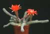 Chamaecereus silvestrii-Peanut cactus