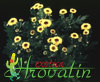 Chrysanthemum indicum vymini- 