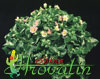 Exacum affine - Persian violet
