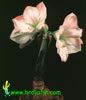 Hippeastrum Amaryllis -Barbados lily