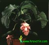 Medinilla magnifica-Medinilla