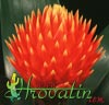 Guzmania conifera -  