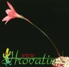 Hippeastrum Amaryllis mini-Amaryllis