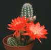 Chamaecereus silvestrii hybrid-Peanut cactus