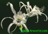 Hymenocallis festalis-Sacred Lily of the Incas