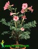 Incarvillea delavayi-Hardi gloxinia