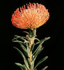 Protea leucospermum cordifolium-Protea