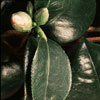Camellia hybrid - Camellia