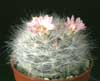 Mammillaria glassii- 