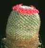 Mammillaria martinezii-