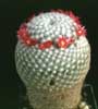 Mammillaria supertexta- 