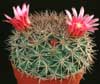 Mammillaria zacatecasensis- 