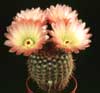 Notocactus rutilans- 