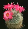 Krainzia guelzowiana v. splendens- 