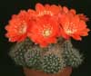 Rebutia mairanana- 