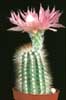 Echinocereus reichenbachii v. baileyi-Lace Cactus