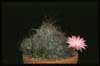 Lobivia wrightiana- 