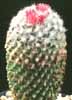 Mammillaria vagaspina- 