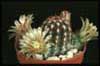 Echinocereus viridiflorus v. davisii-Brown spine hedgehog
