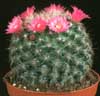 Mammillaria zeilmanniana-Rose Pincushion