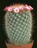 Mammillaria spinosissima-Red Headed Irishman