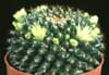 Mammillaria marksiana- 