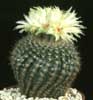 Notocactus apricus- 