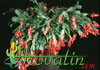 Schlumbergera gaertneri-Easter cactus
