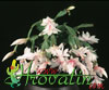 Schlumbergera truncata hybrid- christmas cactus