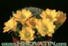 Rebutia marsonerii hybrid- 