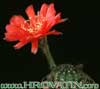 Lobivia arachnacantha v. densiseta- 