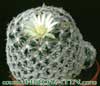 Mammillaria trichacantha- 