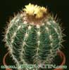 Parodia hausteiniana- 