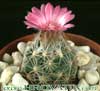 Escobaria hesteri- 