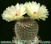Notocactus werdermannianus- 