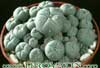 Lophophora pentagona- 