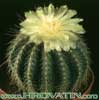 Notocactus schumannianus- 
