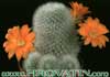 Aylostera muscula- 