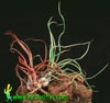Tillandsia bulbosa - Tillandsia bulbosa