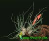Tillandsia bulbosa - Tillandsia bulbosa