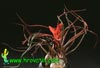 Tillandsia bulbosa - Tillandsia bulbosa