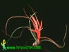 Tillandsia bulbosa - Tillandsia bulbosa
