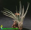 Tillandsia fasciculata - Tillandsia fasciculata
