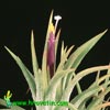 Tillandsia ionantha - Tillandsia ionantha